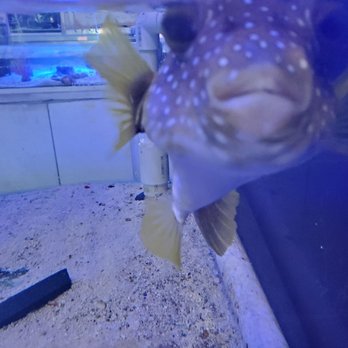 discount tropical fish