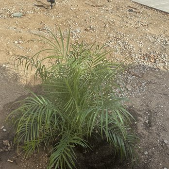 All Terrain Landscaping - The other palm planted free of charge. - Landscape Architects or Designers Near Me - Perris, California