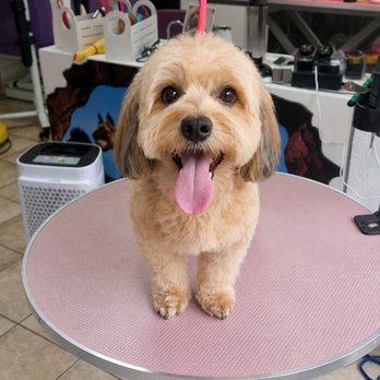 Hundesalon Maja&Dogs - Pet Groomers Near Me - Berlin, BE Hundesalon Maja&Dogs - Pet Groomers Near Me - Berlin, BE