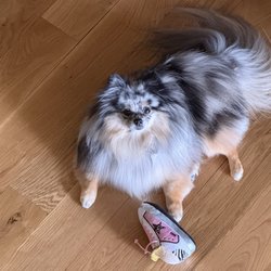 Sparkle Bark - Woogie