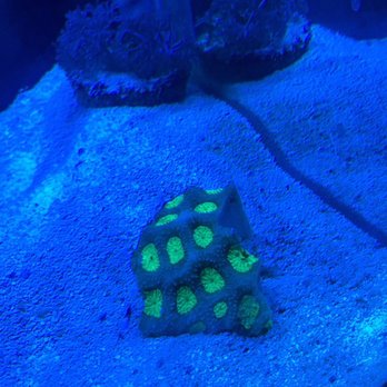 tropical reef fish store