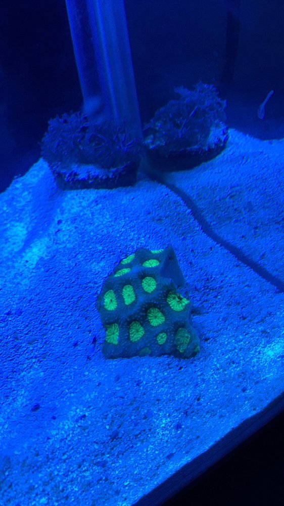 TROPICAL REEF FISH STORE 24 Photos & 45 Reviews Pet Stores 11940