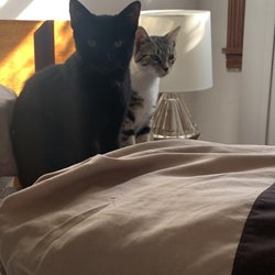 Brooklyn Animal Action