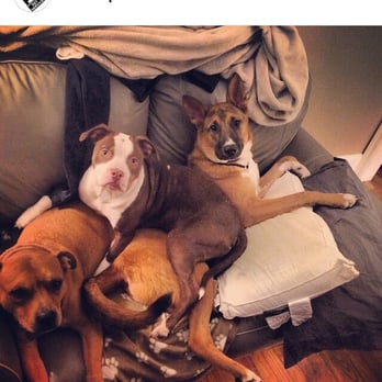Viva La Pet - Puppy pile. We offer pet sitting and overnight (in your home) pet sits. - Dog Walkers Near Me Viva La Pet - Puppy pile. We offer pet sitting and overnight (in your home) pet sits. - Dog Walkers Near Me