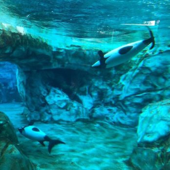 Aquatica Orlando - Water Parks Near Me - Orlando, Florida