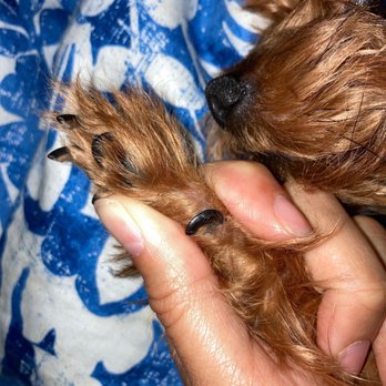 PetSmart - Long uncut nails - Pet Stores Near Me - Rohnert Park, California PetSmart - Long uncut nails - Pet Stores Near Me - Rohnert Park, California