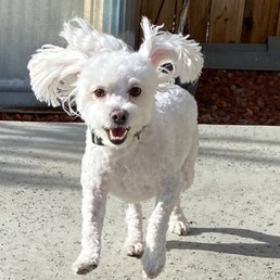 A happy, clean doggy A happy, clean doggy