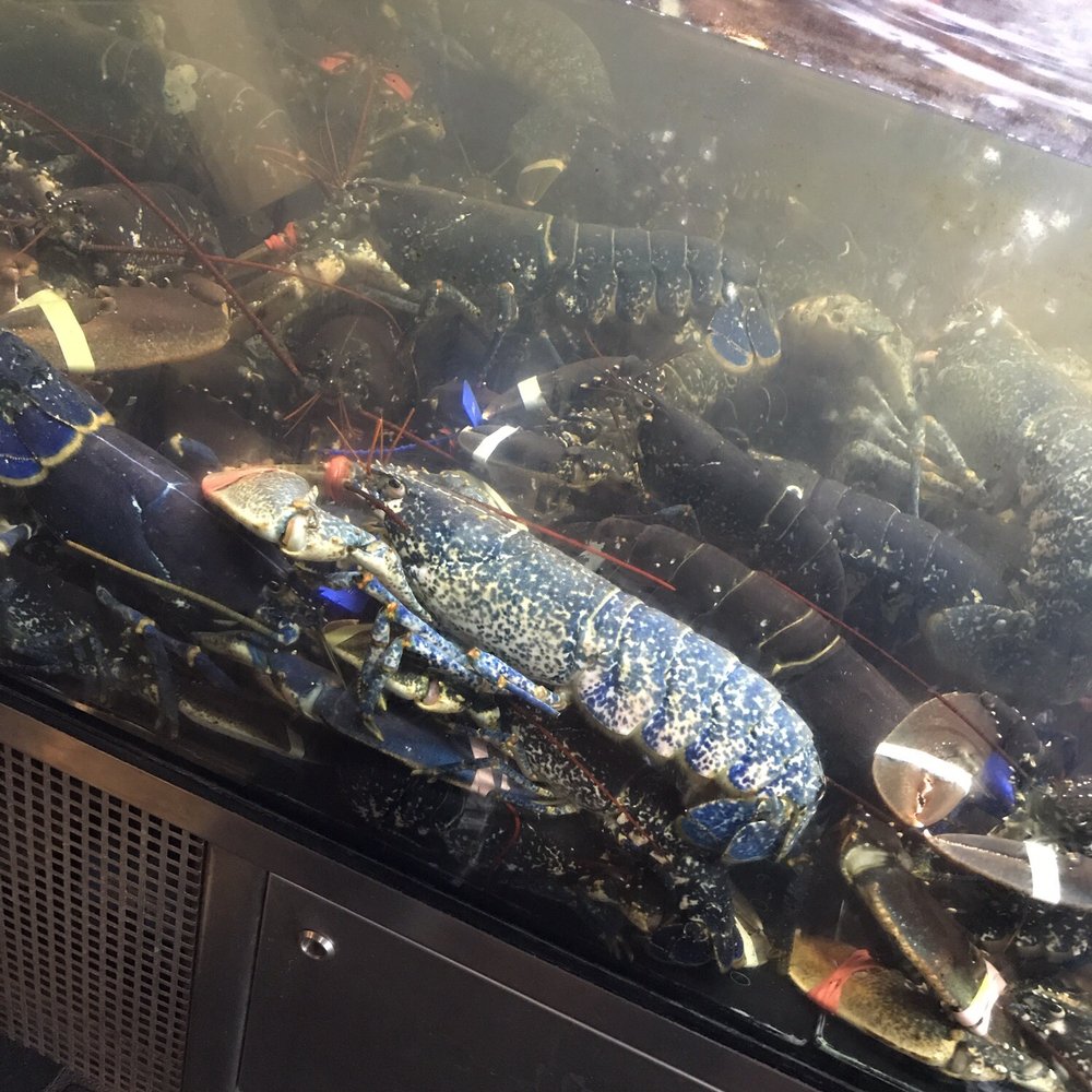 Fjellskaal Seafood Restaurant - Live lobsters were HUGE! - Seafood Near Me - Bergen, 12 Fjellskaal Seafood Restaurant - Live lobsters were HUGE! - Seafood Near Me - Bergen, 12