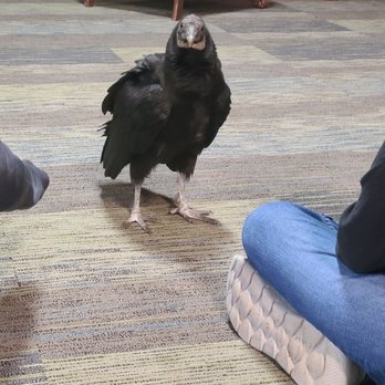 Hawk Manor Falconry - Maggie the black vulture (so friendly!) - Local Services Near Me - Lillington, North Carolina Hawk Manor Falconry - Maggie the black vulture (so friendly!) - Local Services Near Me - Lillington, North Carolina