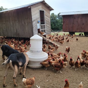 Maplebrook Farmstead - a dog and chickens - Honey Near Me - Sterling, Massachusetts