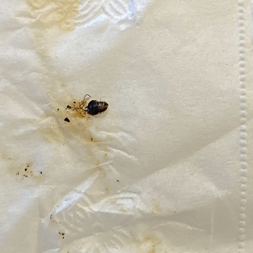 a bed bug on a piece of paper
