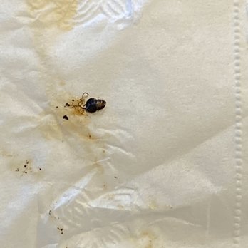 Seafood Village - a bed bug on a piece of paper - Sushi Bars Near Me - Newburgh, New York Seafood Village - a bed bug on a piece of paper - Sushi Bars Near Me - Newburgh, New York