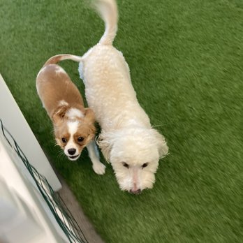 Paws and Claws Pet Resort - Pet Boarding Near Me - Bakersfield, California