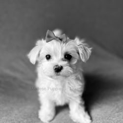 Maltese Puppies in Texas