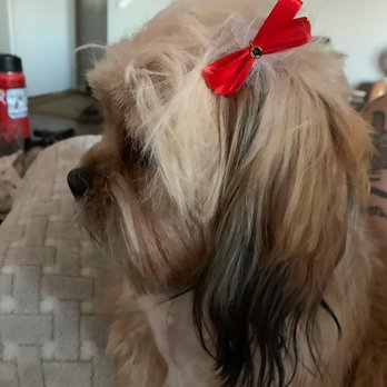 Happy Tails Grooming - Dog groomer - Pet Groomers Near Me - Branford, Connecticut