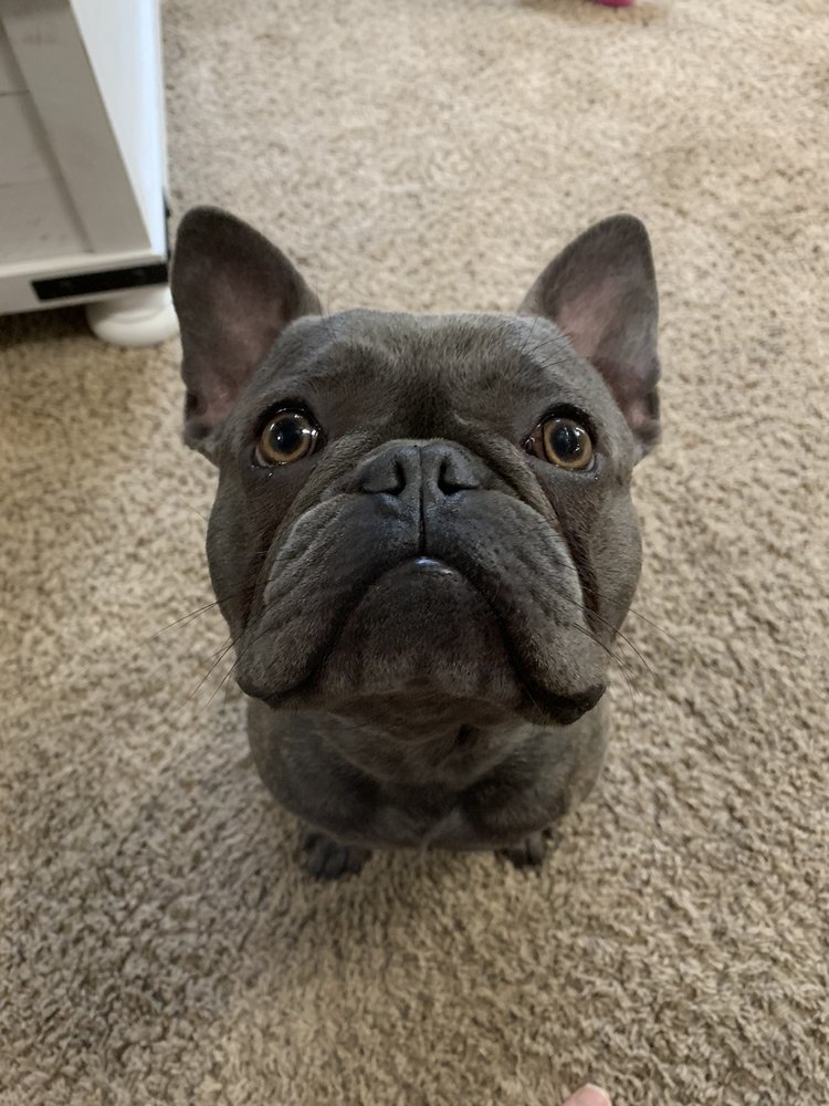 PUPPYLAND 218 Photos & 144 Reviews 13103 Meridian Ave E, Puyallup