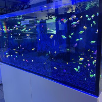 Rainbow Aquarium and Pond - Aquarium Services Near Me - Arleta, California Rainbow Aquarium and Pond - Aquarium Services Near Me - Arleta, California