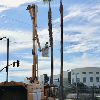 Jimmie's Tree Service - Omar doing an awesome job! - Tree Services Near Me Jimmie's Tree Service - Omar doing an awesome job! - Tree Services Near Me