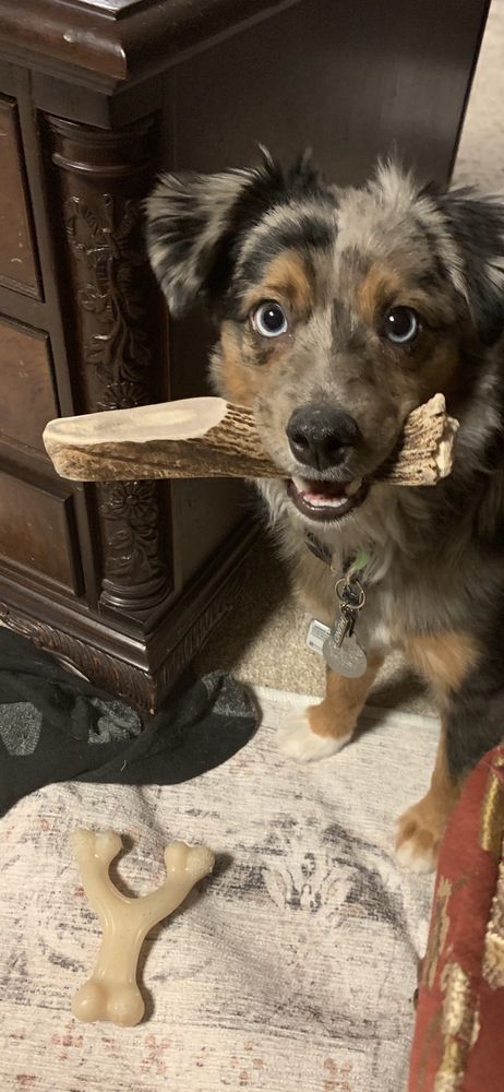 RidgeRunner Antlers Image