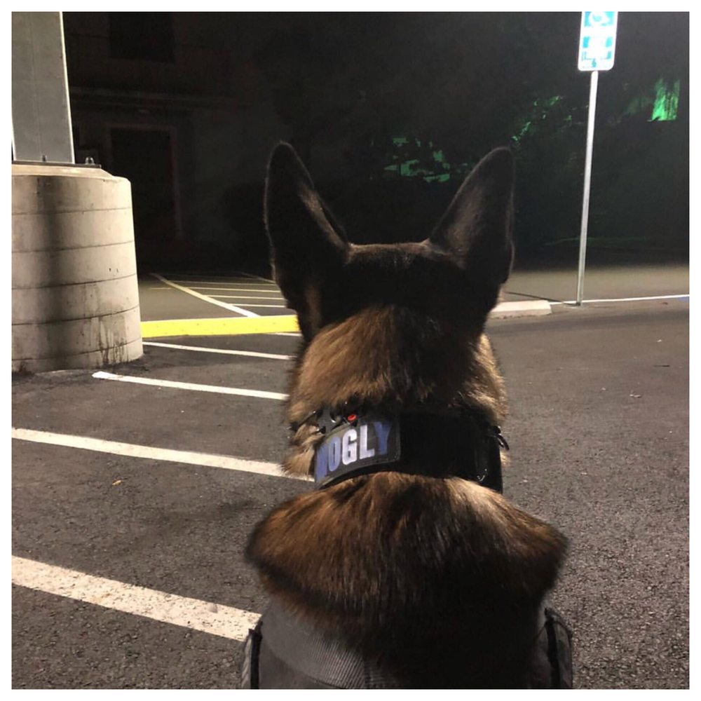 K9 Tactical Gear - Pet Stores Near Me - Rocklin, California K9 Tactical Gear - Pet Stores Near Me - Rocklin, California