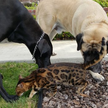 Koppie Katz Cattery - Pet Services Near Me Koppie Katz Cattery - Pet Services Near Me