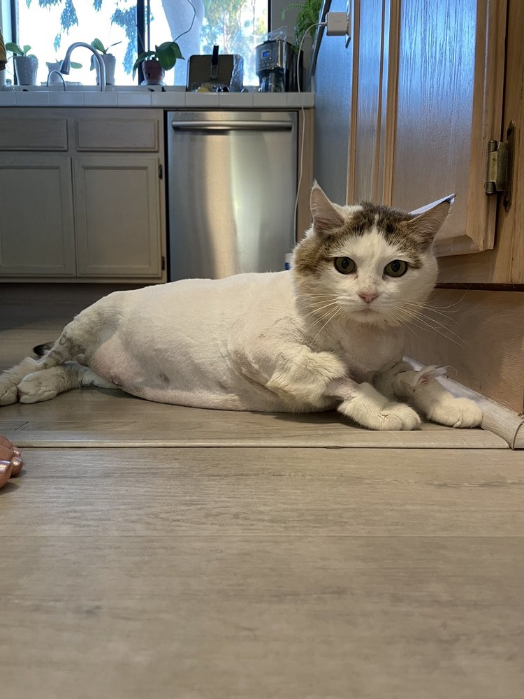 CALIFORNIA CAT CENTER 100 Photos & 172 Reviews 7048 Sophia Ave, Van Nuys, CA Yelp