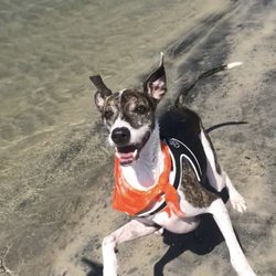Splashing around with pack pup Merc !