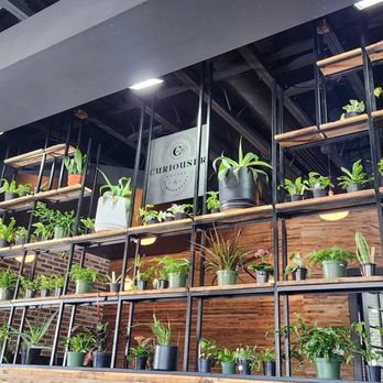 Curiouser Coffee & Conservatory - Curiouser wall of plants - Coffee & Tea Near Me - Apple Valley, Minnesota