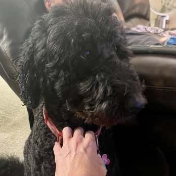 Sun's Pet Salon - Oliver! My doodle looking like a doodle again! - Pet Groomers Near Me - Sacramento, California Sun's Pet Salon - Oliver! My doodle looking like a doodle again! - Pet Groomers Near Me - Sacramento, California