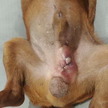 Deborah Sollohub Furry Friends - Infected surgery.  This cost over $700 for another surgery and medicine - Pet Adoption Near Me - Poway, California