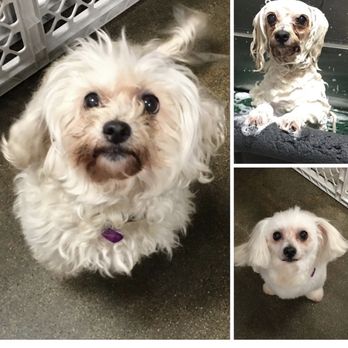 WAGZ - Pet Groomers Near Me - Westchester, California WAGZ - Pet Groomers Near Me - Westchester, California