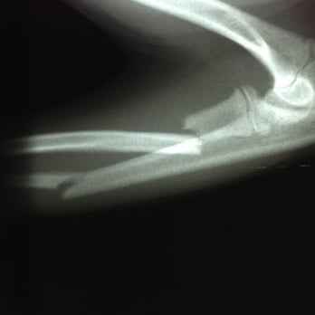 Steele Canyon Veterinary Clinic - This is the photo of the broken leg! - Veterinarians Near Me - Jamul, California Steele Canyon Veterinary Clinic - This is the photo of the broken leg! - Veterinarians Near Me - Jamul, California