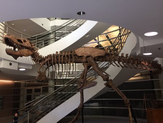 University of California Museum of Paleontology by null