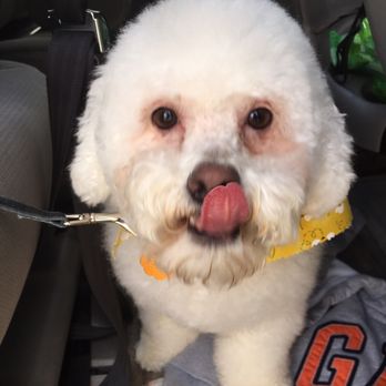 Barking Beauties Spa - Pet Groomers Near Me - San Antonio, Texas Barking Beauties Spa - Pet Groomers Near Me - San Antonio, Texas