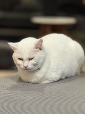 Whiskers & Wine Cat Cafe by null