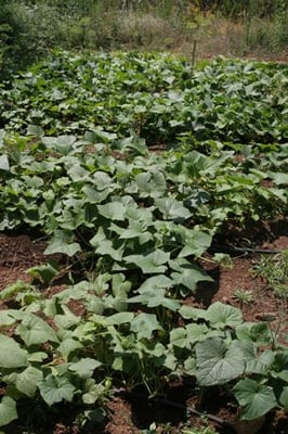 QUAIL MOUNTAIN RANCH - Updated January 2025 - 1775 Grass Valley Hwy