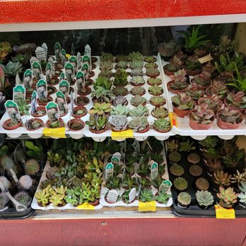Trendybucks - Cute ×3 - Home Decor Near Me - Vancouver, British Columbia