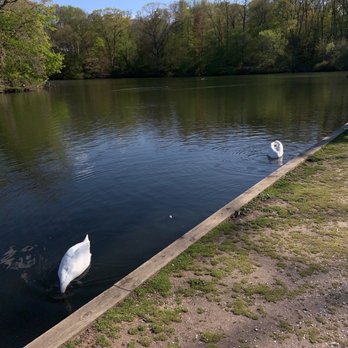 Avalon Nature Preserve - Swans on the lake - Parks Near Me - Stony Brook, New York