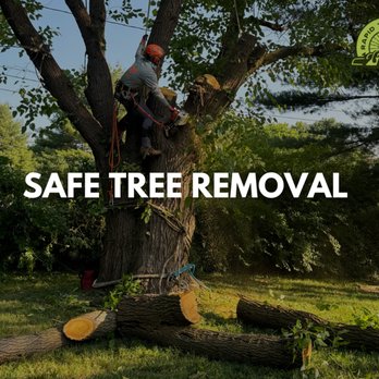 Rapid Tree Care - Safety first, every time. Rapid Tree Care offers expert removal with precision and care. We protect your property while we clear the way. - Tree Services Near Me - Warminster, Pennsylvania Rapid Tree Care - Safety first, every time. Rapid Tree Care offers expert removal with precision and care. We protect your property while we clear the way. - Tree Services Near Me - Warminster, Pennsylvania