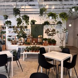 Spruce - Plant shop