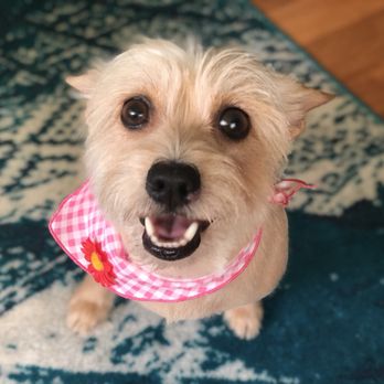 Three Dogs and a Girl - Pet Groomers Near Me - Honolulu, Hawaii Three Dogs and a Girl - Pet Groomers Near Me - Honolulu, Hawaii