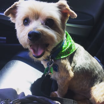 Downtown Dog Pet Stores 150 Laurens St Sw Aiken Sc Phone Number