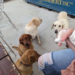 Owner's dogs. Fun but they roam free and beg for food from everyone there eating.