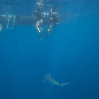 One Ocean Diving - Me and my friend getting ready to swim as a shark swims by! - Free Diving Near Me - Haleiwa, Hawaii