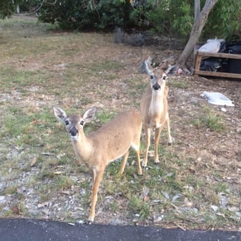 No Name Pub - Key Deer wanting to go to No Name Pub also! - American Near Me - Big Pine Key, Florida No Name Pub - Key Deer wanting to go to No Name Pub also! - American Near Me - Big Pine Key, Florida