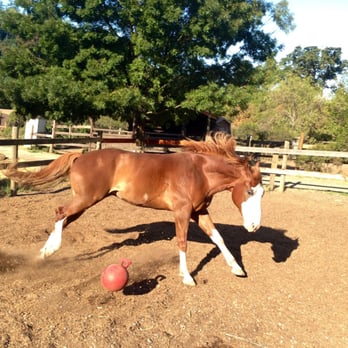 Dickson Ranch - Horse Boarding Near Me - Woodacre, California Dickson Ranch - Horse Boarding Near Me - Woodacre, California