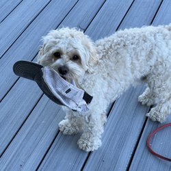 Pup Pups Grooming & Doggie Daycare - My dog