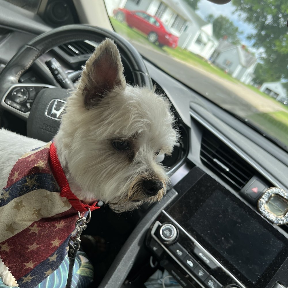 Barks & Bows Pet Spa - Wally's new cut!! Thank you Megan - Pet Groomers Near Me - Chillicothe, Ohio