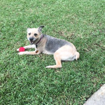 Lake Ida Dog Park - Enya loves her time at Lake Ida, especially when she has a ball to play with. - Dog Parks Near Me - Delray Beach, Florida Lake Ida Dog Park - Enya loves her time at Lake Ida, especially when she has a ball to play with. - Dog Parks Near Me - Delray Beach, Florida