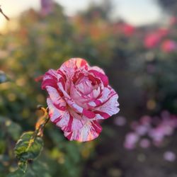 Inez Grant Parker Memorial Rose Garden